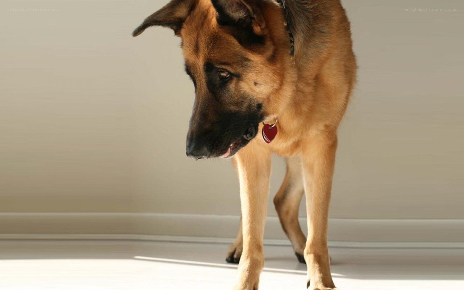 German Shepherd dog standing