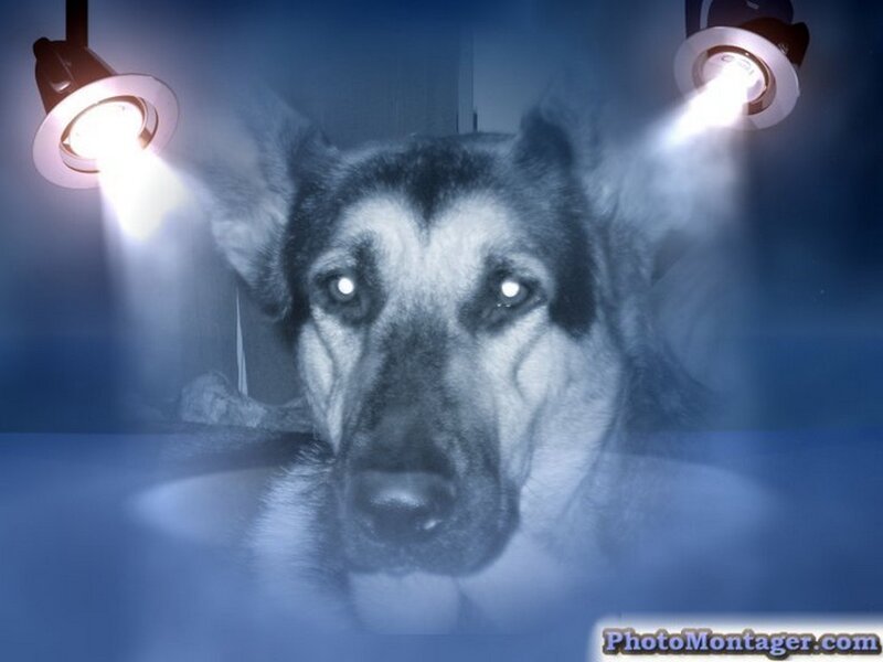 German Shepherd Dog