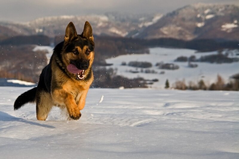 German Shepherd Dog — White, Active