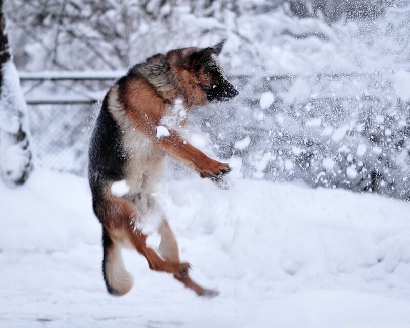 German Shepherd Dog — White, Active, Winter, Photograph
