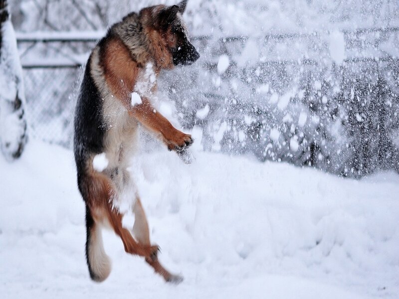 German Shepherd Dog — White, Active, Winter