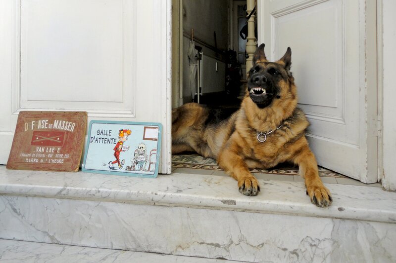 German Shepherd Dog — White, Alert