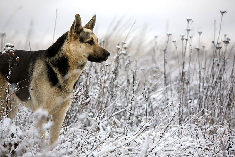German Shepherd Dog — White, Calm