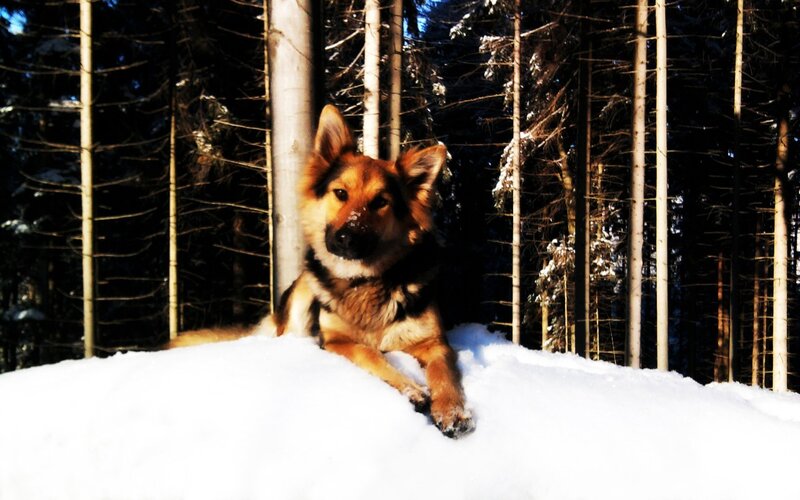 German Shepherd Dog — White, Calm, Winter, Photograph, Snow, Trees, Forest, Brown, Black