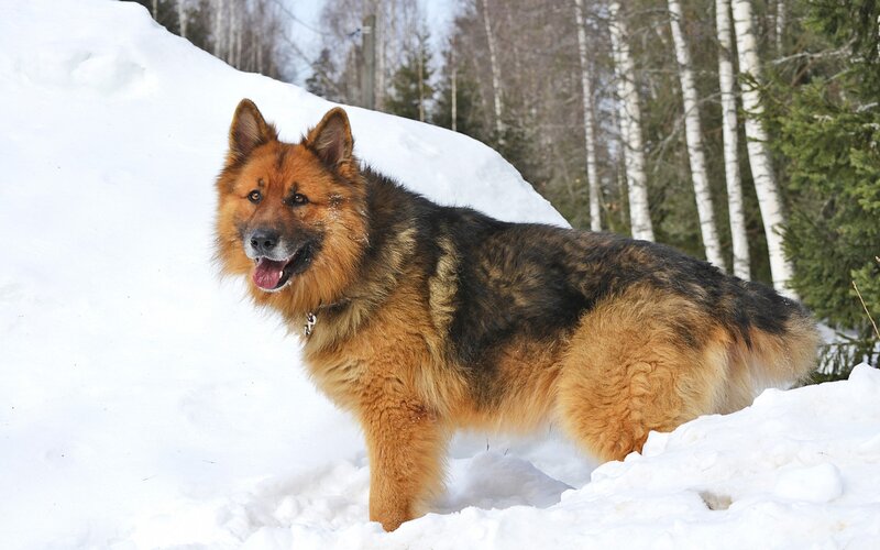 German Shepherd Dog — White, Calm, Winter, Photograph, Snow, Trees