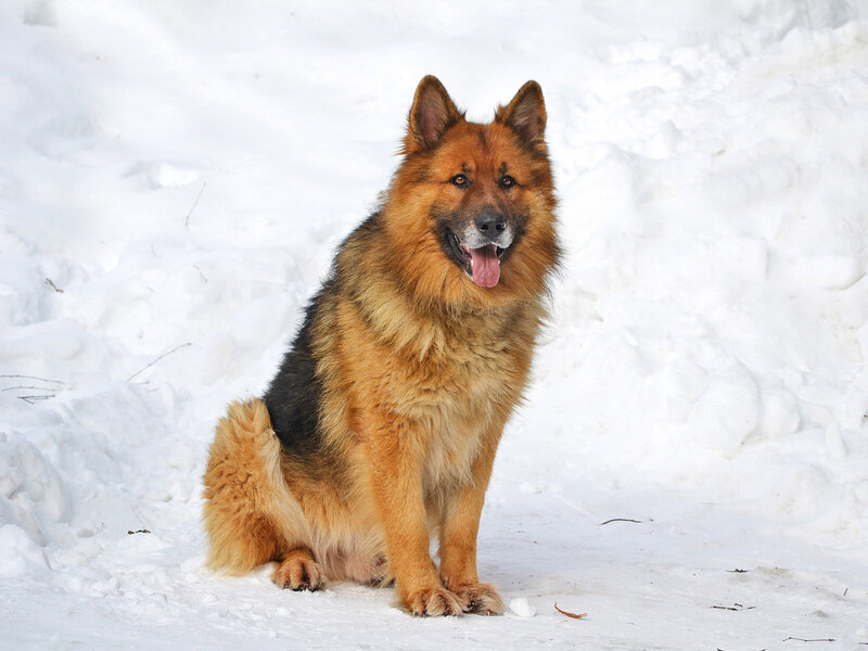 German Shepherd Dog — White, Calm, Winter, Photograph