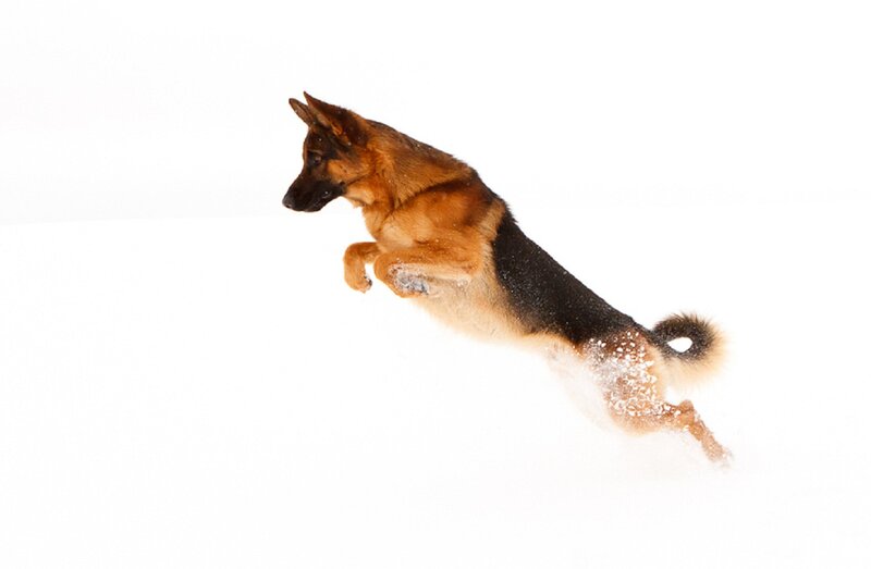 German Shepherd Dog — White, Dynamic