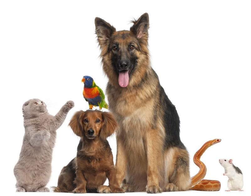German Shepherd Dog — White, Neutral, Photograph