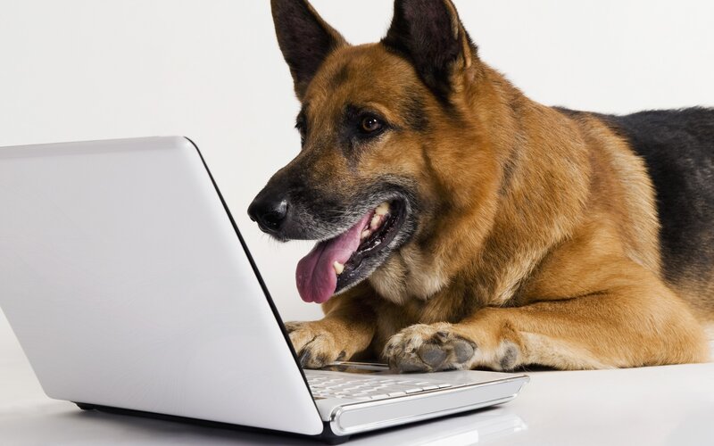 German Shepherd Dog — White, Neutral