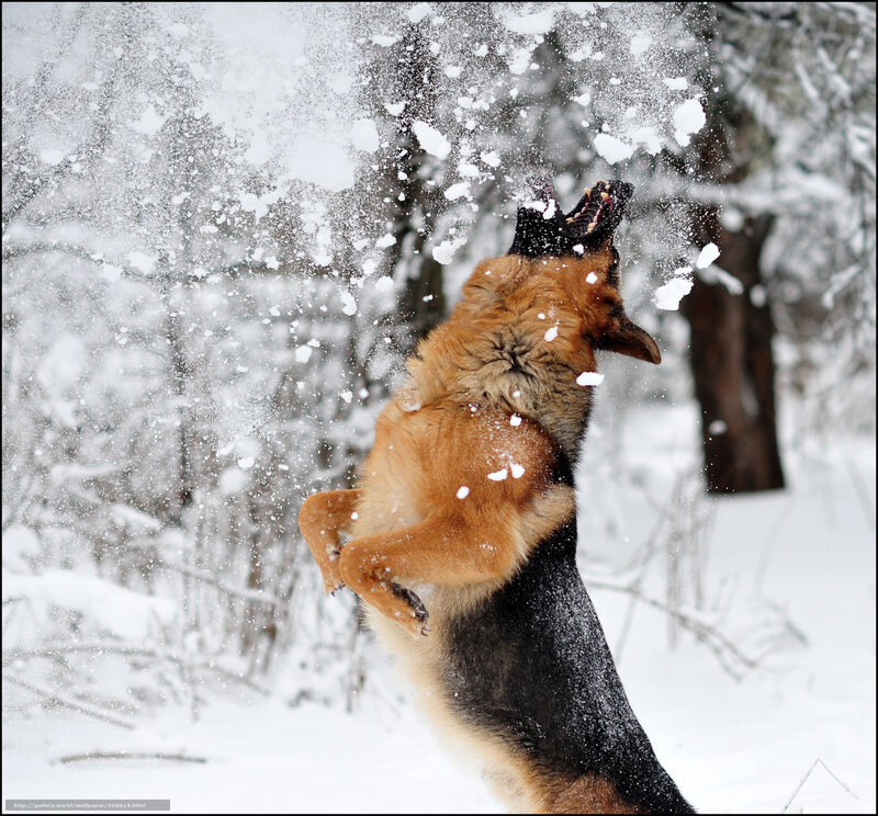 German Shepherd Dog — White, Playful, Winter