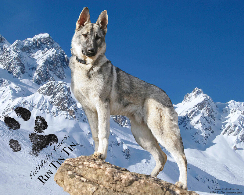 German Shepherd Dog — White, Serene