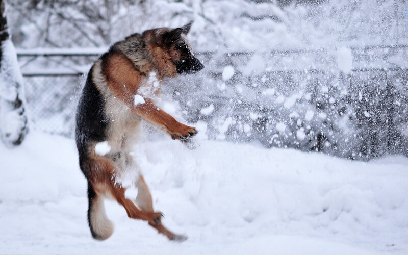 German Shepherd Dog — White