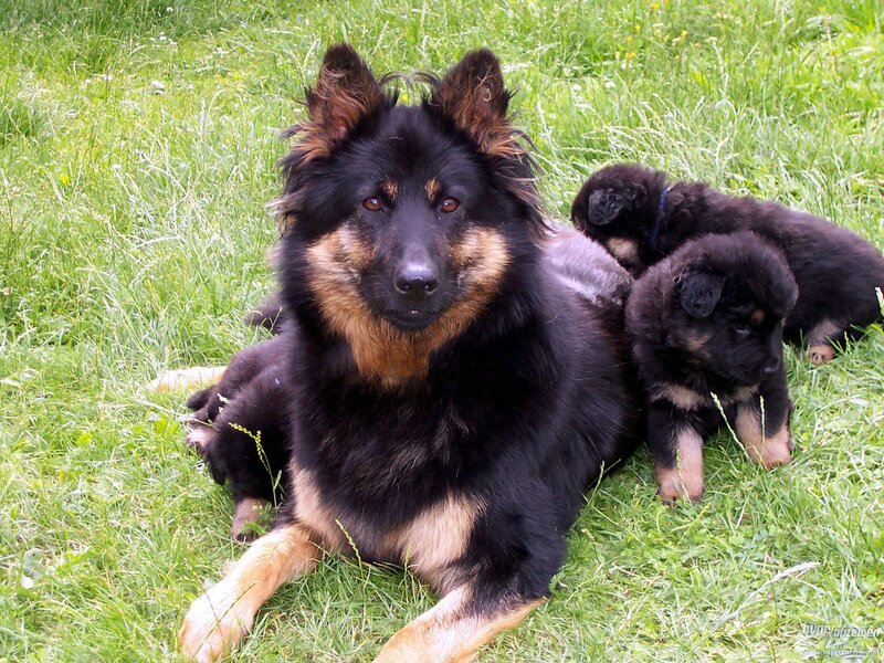 German Shepherd Dog with Puppies — Black