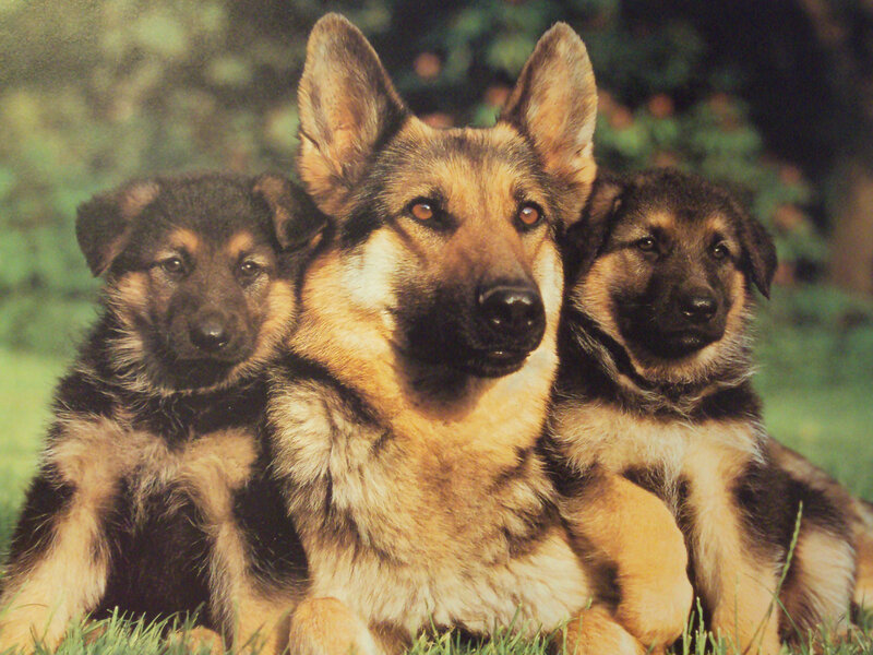 German Shepherd Dog with Puppies — Brown, Calm