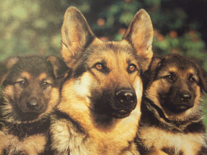 German Shepherd Dog with Puppies — Brown