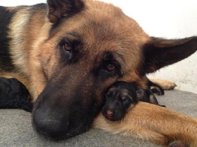 German Shepherd Dog with Puppy — Brown