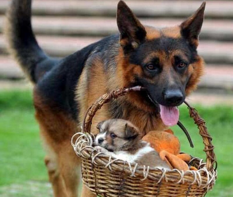 German Shepherd Dog with Puppy