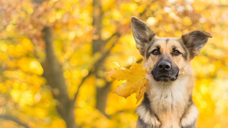 German Shepherd Dog — Yellow, Calm, Autumn