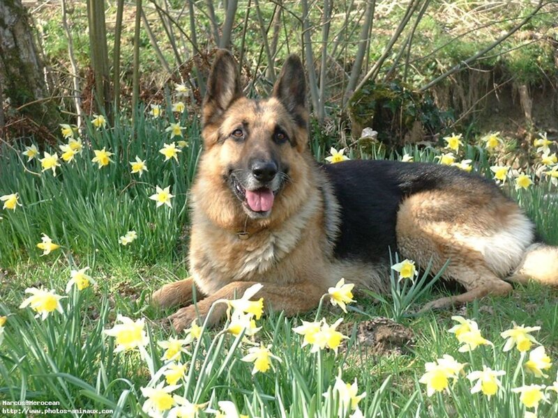 German Shepherd Dog — Yellow, Calm