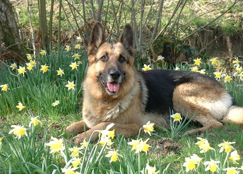 German Shepherd Dog — Yellow