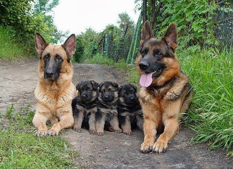German Shepherd Dogs — Brown, Calm, Afternoon
