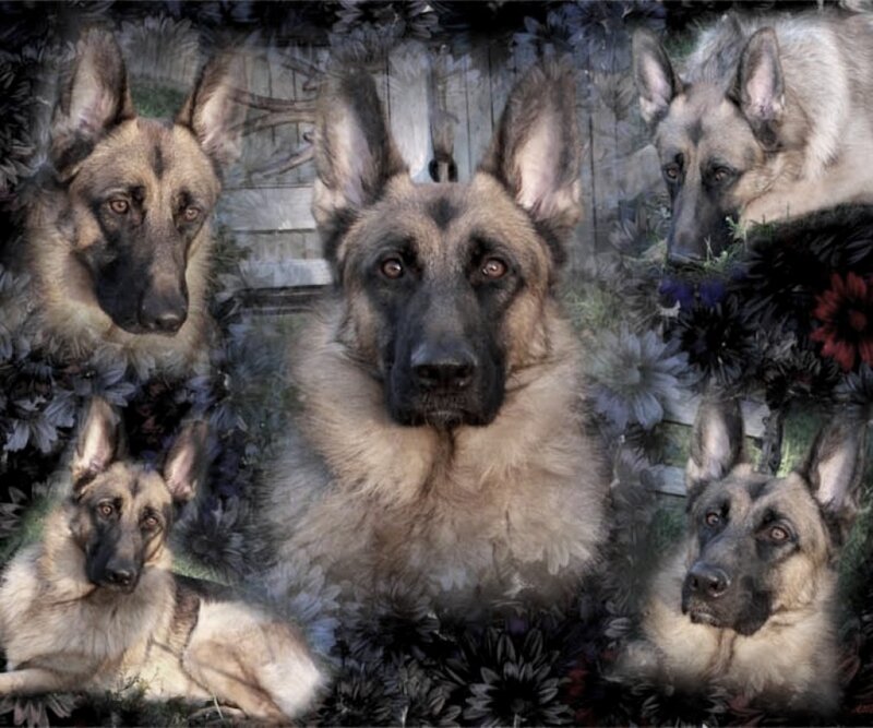 German Shepherd Dogs — Brown, Calm