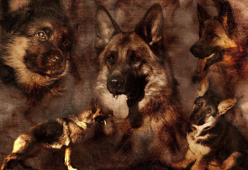 German Shepherd Dogs — Brown, Dramatic