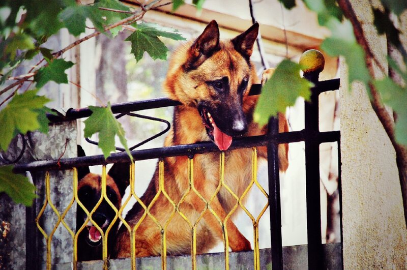 German Shepherd Dogs — Brown