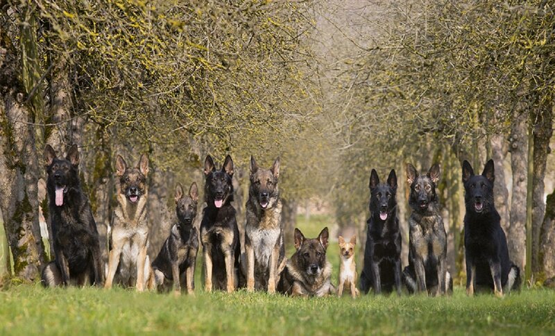 German Shepherd Dogs — Green, Calm