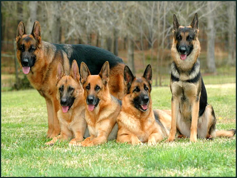 German Shepherd Dogs — Green