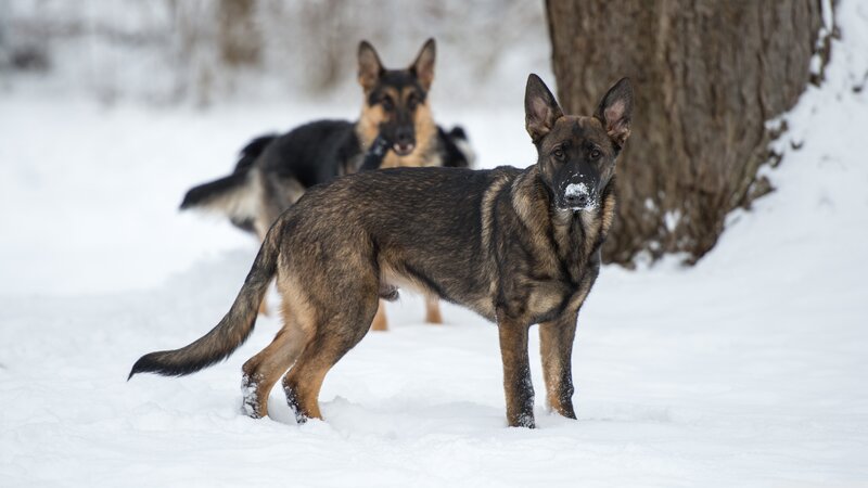 German Shepherd Dogs in Snow