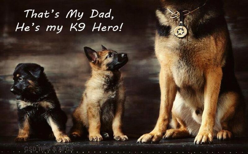 German Shepherd Dogs
