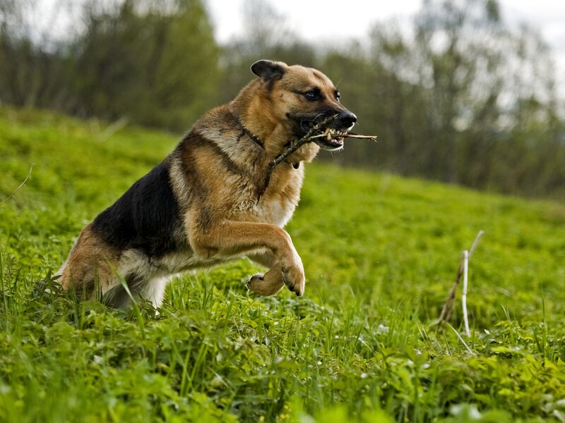 German Shepherd fetching a stick