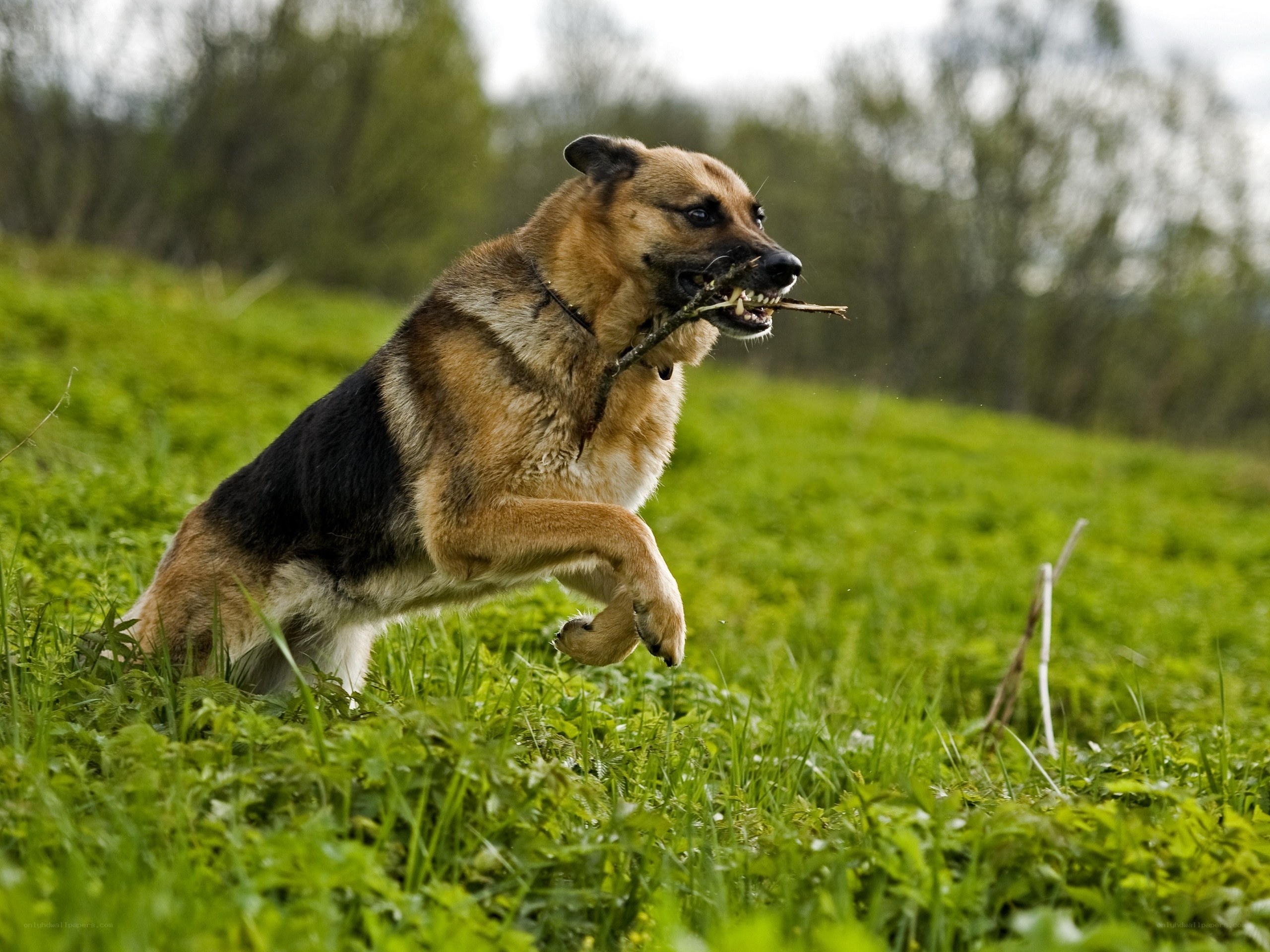 German Shepherd fetching a stick