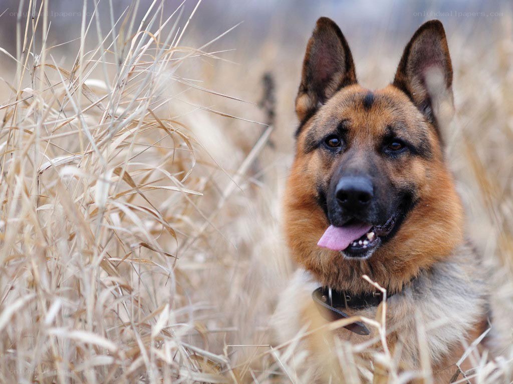 German Shepherd in a field