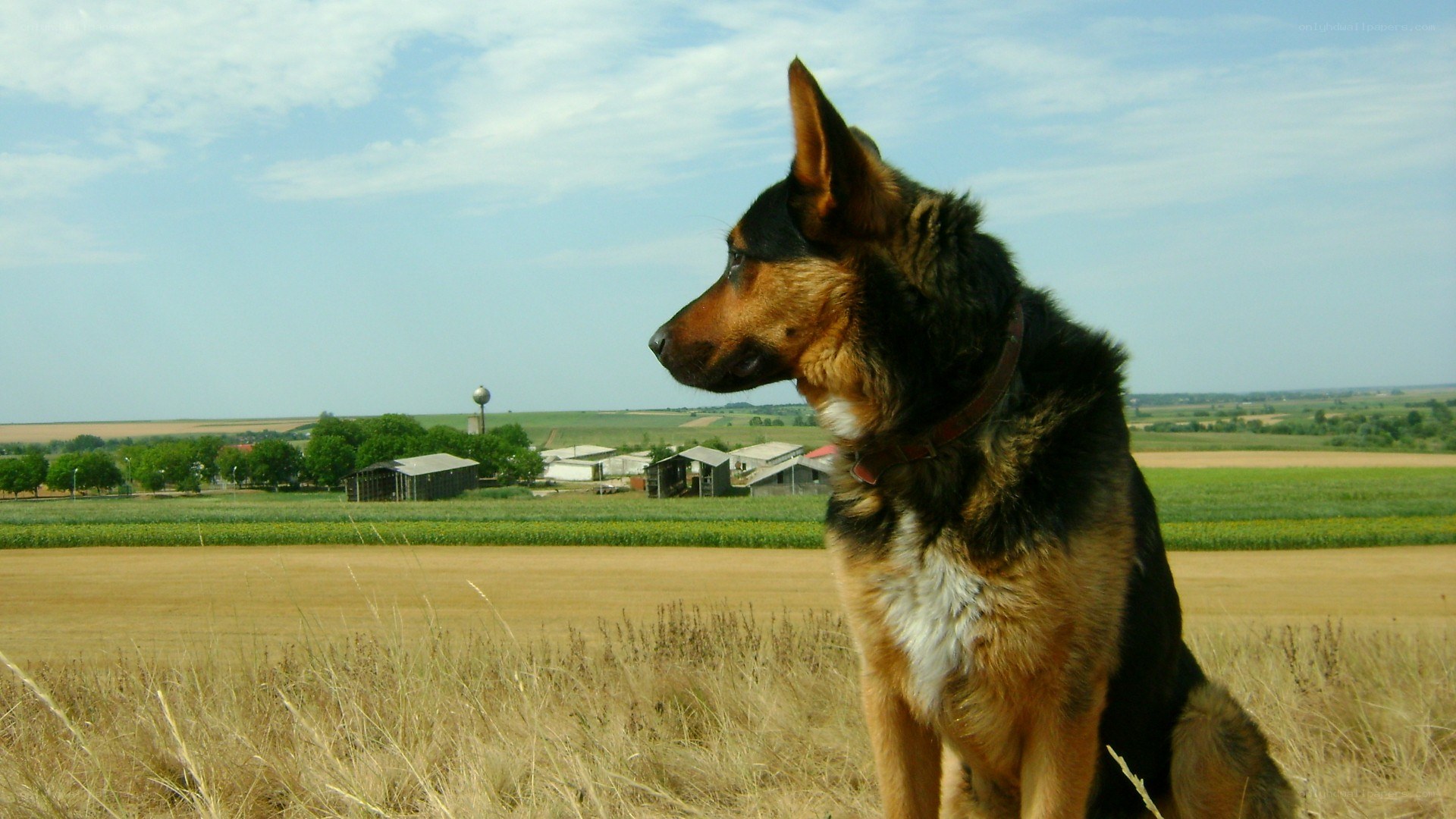German Shepherd in a field