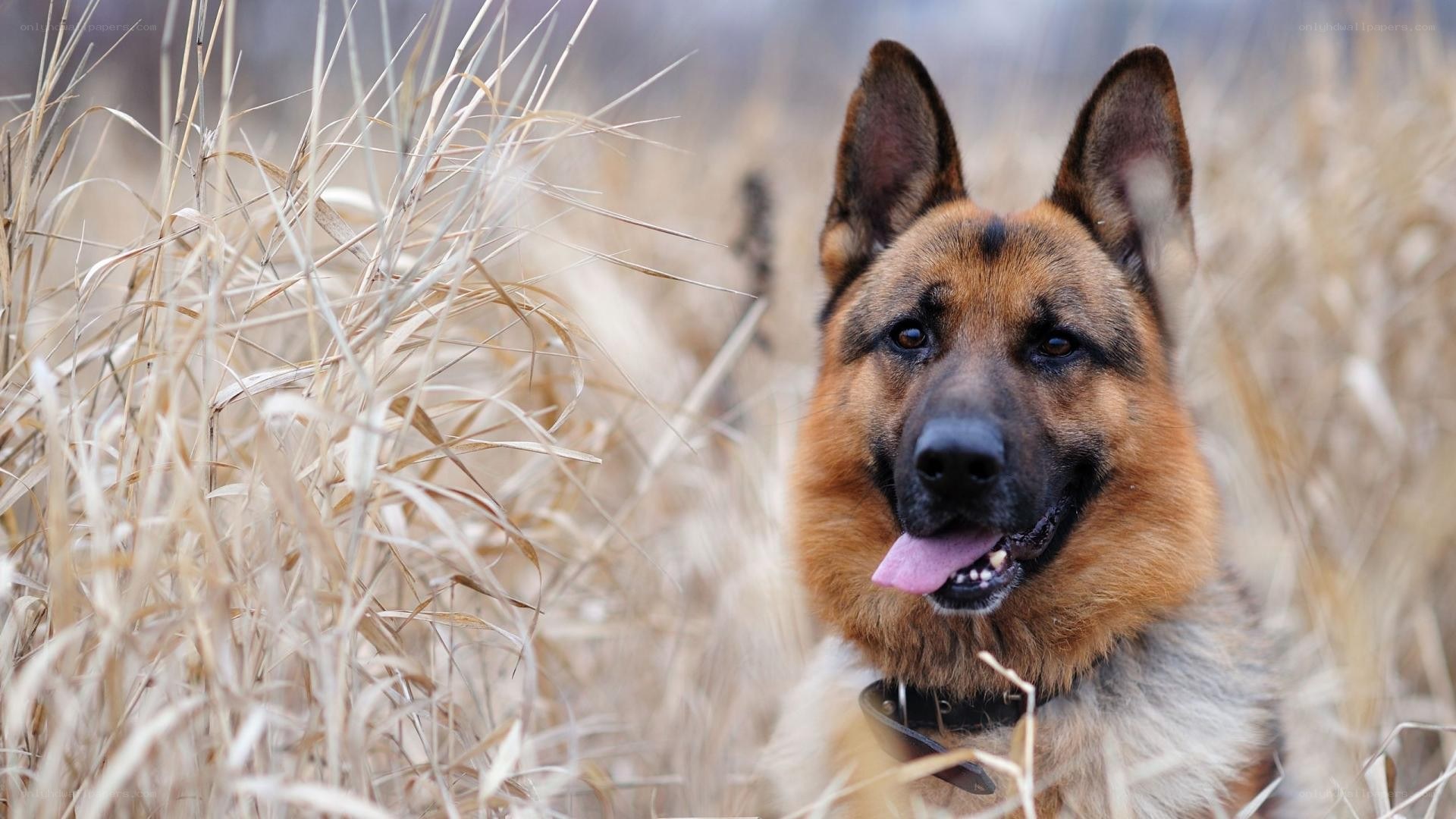 German Shepherd in a field