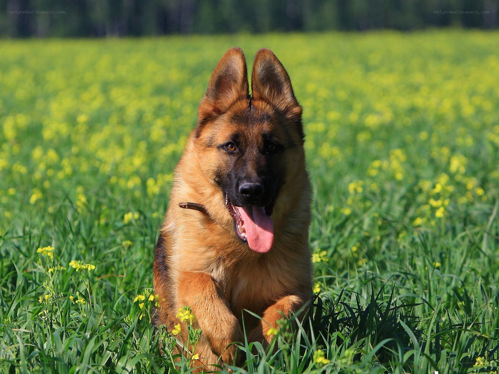 German Shepherd in a field
