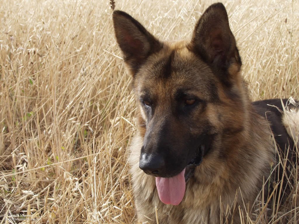 German Shepherd in a field