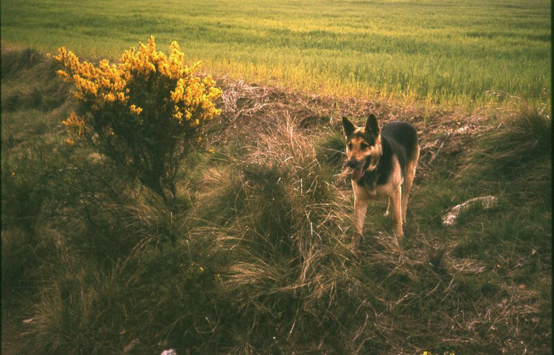 German Shepherd in a field