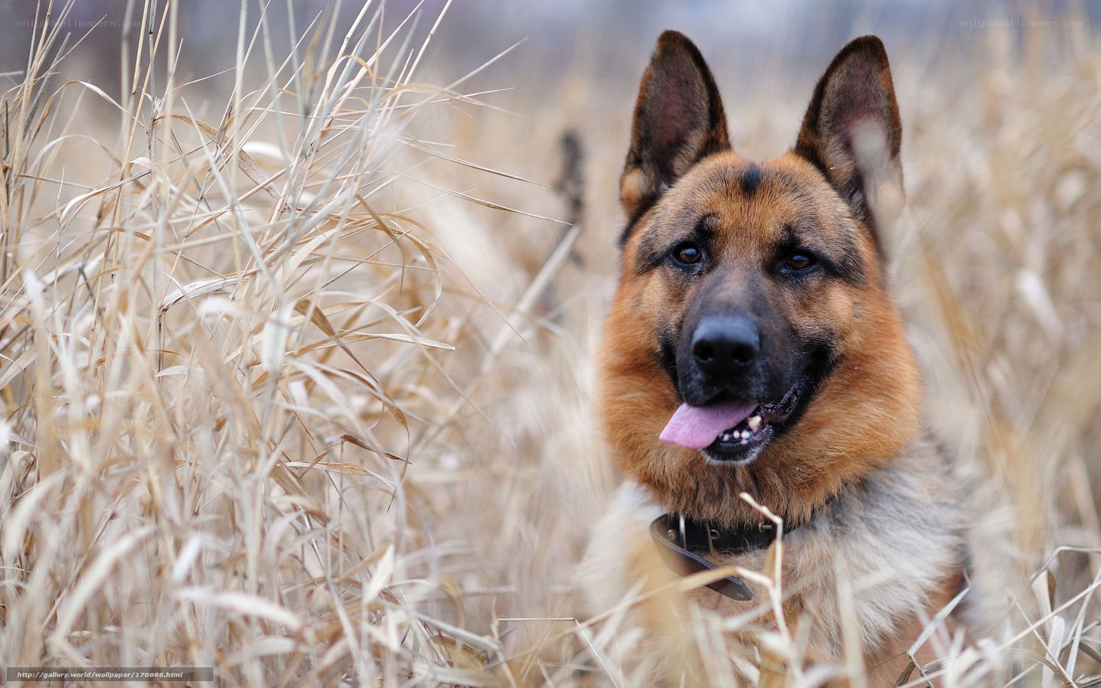 German Shepherd in a field