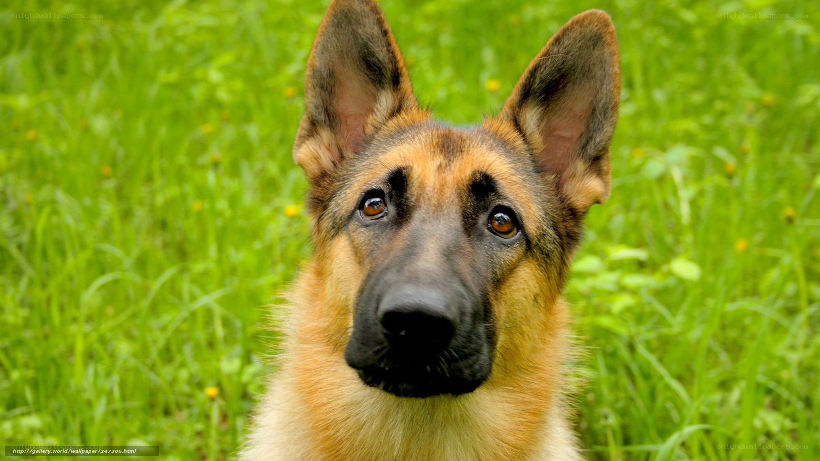 German Shepherd in a field