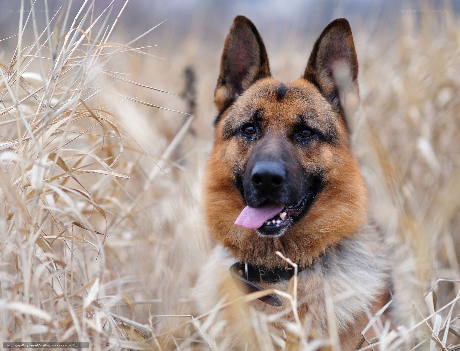 German Shepherd in a field