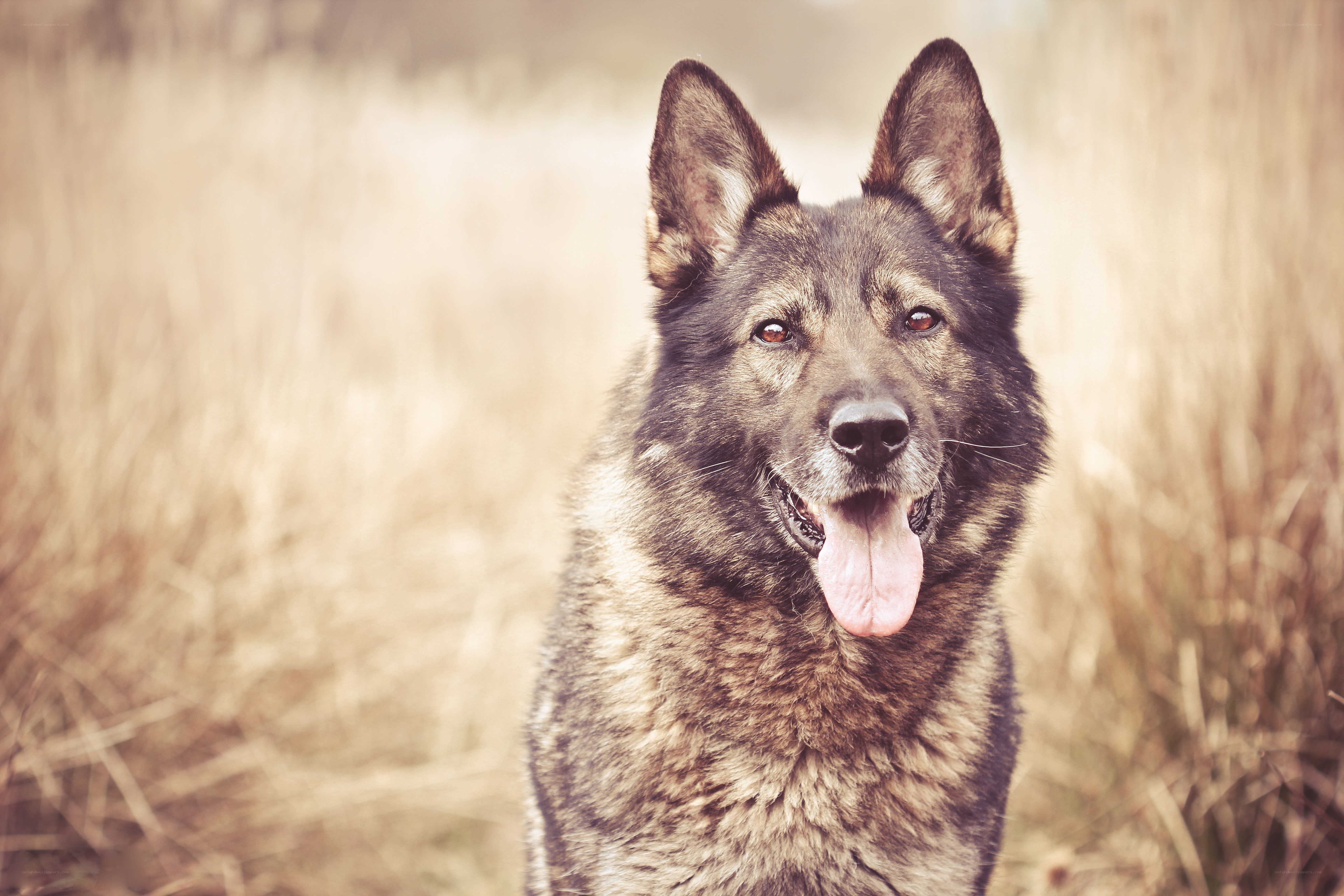 German Shepherd in a field