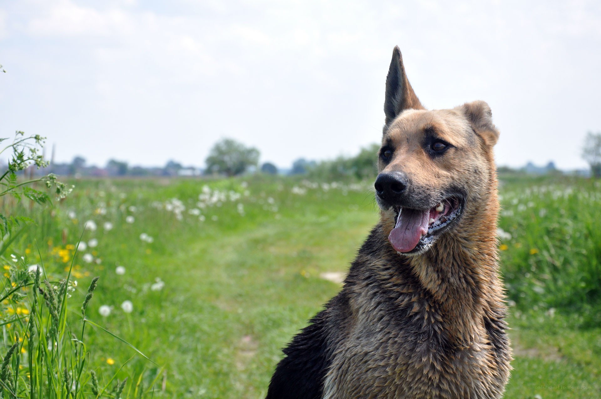 German Shepherd in a field