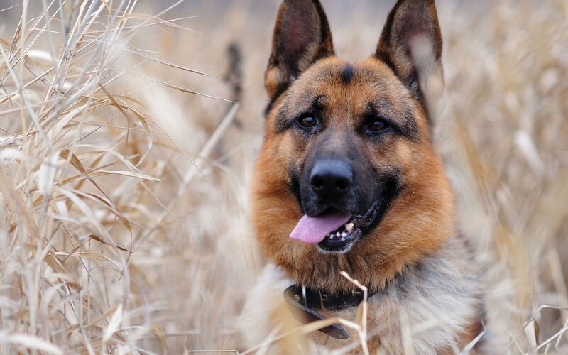 German Shepherd in a field