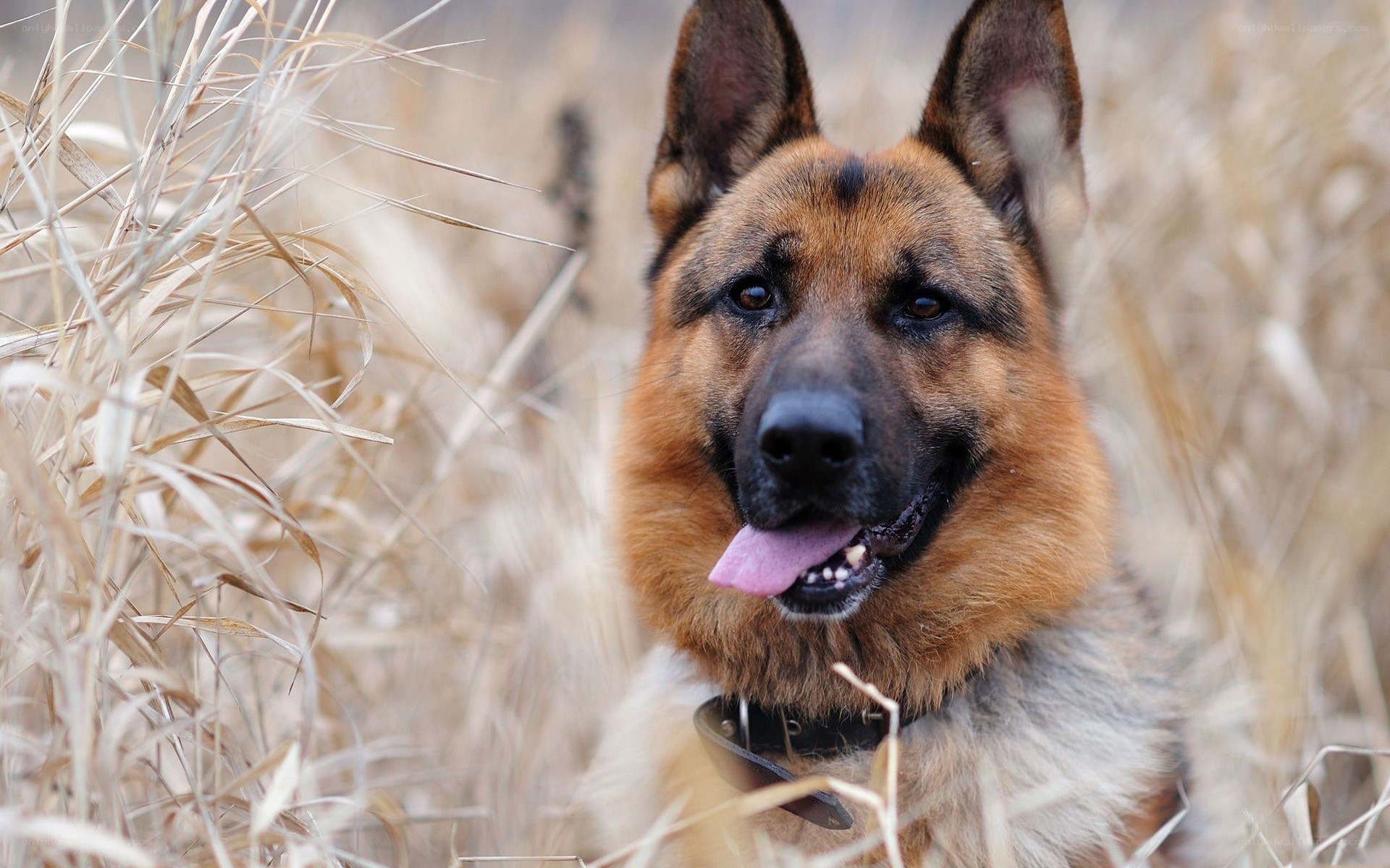 German Shepherd in a field