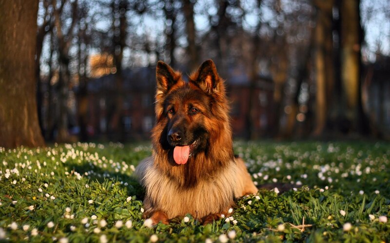 German Shepherd in a field of flowers