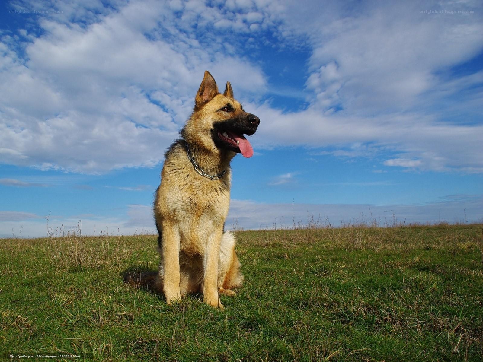 German Shepherd in a field