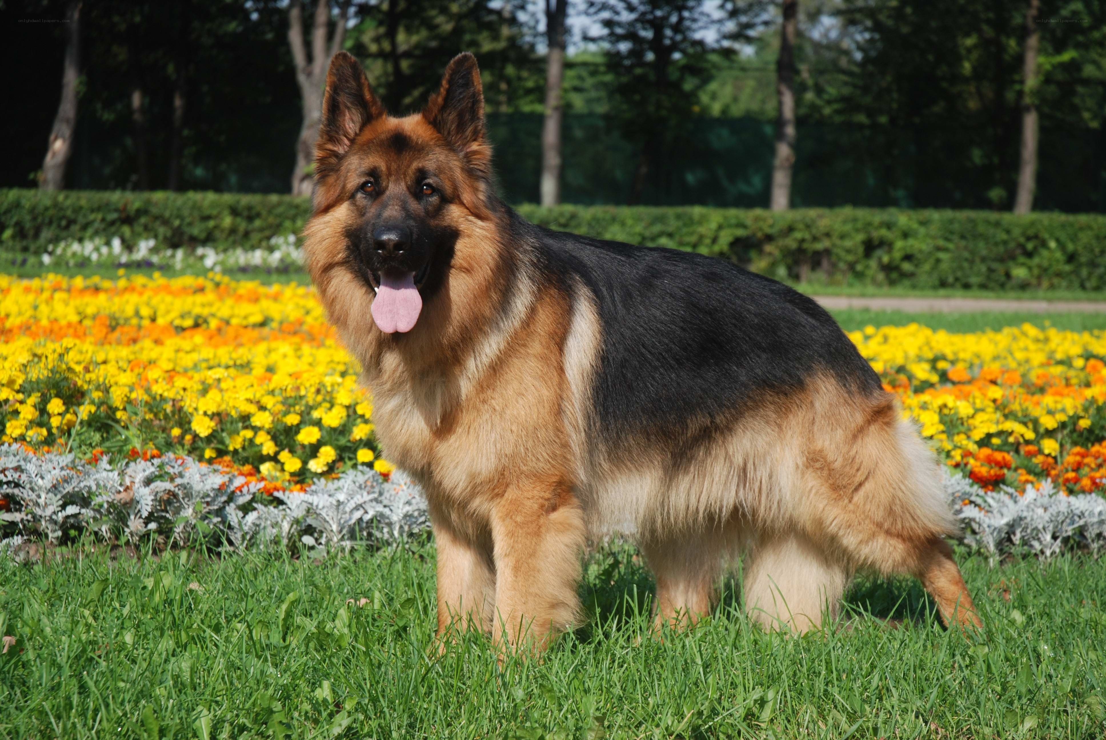 German Shepherd in a flower garden